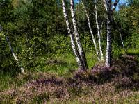 Blühende Besenheide und Gruppe Birkenstämme